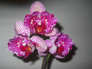 DSCN0363_005