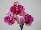 DSCN0365_007