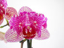 DSCN0366_008