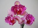 DSCN0367_009