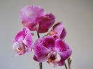 DSCN0372_014