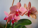 DSCN0378_020
