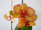 DSCN0391_033