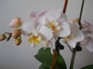 DSCN0398_040