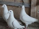 DSC00647