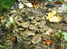 Maitake (ciuperca dansatoare)