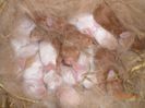 natura va decide cine va supravietui