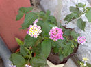 lantana mov