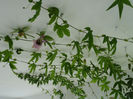 pasiflora 9 feb. pe hol