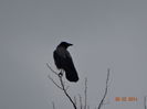 DSC00964