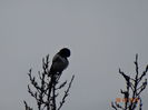 DSC00976