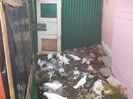 porumbeii mei 077