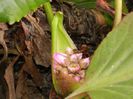 DSCN1826 bergenia