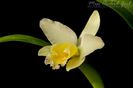 Cattleya Hybrid