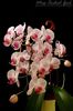 Phalaenopsis Hybrid