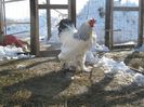 gaini 09.02.2013 030
