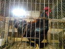 IMG_20140208_064228