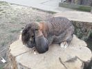 mascul agouti 2