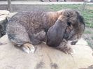 mascul agouti 2