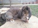 mascul agouti 2