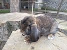 mascul agouti 2