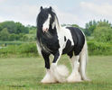 Gypsy_Vanner_HOrses_Ster8581-25