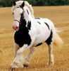 Percheron