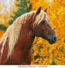 stock-photo-red-horse-in-autumn-54539698