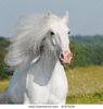 stock-photo-white-horse-runs-gallop-67277926