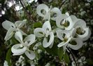 CORNUS FLORIDA URB.-flori