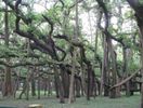 Banyan