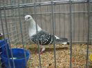 DSCN1385