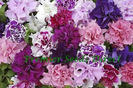 PETUNIA GRANDIFLORA F1 MIX