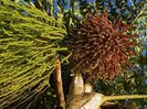 Fishtail palm (flori si fructe)