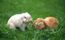 1440Rabbit_1018