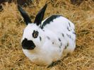 26692-1600x1200-Tavsan-Rabbit-resimoyla.net