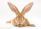 29574-Flemish-Giant-Rabbit-white-background