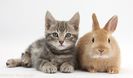 36525-Tabby-kitten-with-baby-Netherland-Dwarf-rabbit-white-background