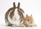 37195-Netherland-Dwarf-rabbit-and-baby-bunny-white-background