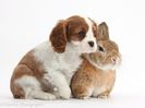 38277-Blenheim-Cavalier-pup-and-Netherland-Dwarf-rabbit-white-background