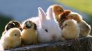 chicks-and-rabbit-194-1920x1080