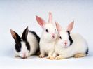rabbit12