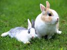rabbit7867