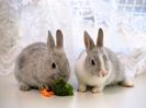 rabbit-gqetqxvb