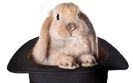 rabbit-in-hat-27972