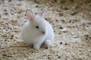 rabbit-little-rabbit-hawaii-dermatology