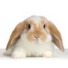 rabbitt