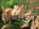 Raising-Rabbits-for-Show