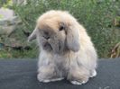 rabbit