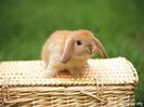 rabbit